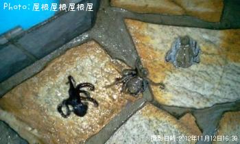 �����������ޥ���