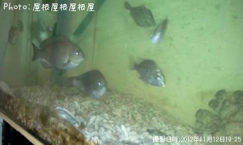 �ץ����������ʾС�