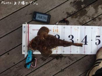 ���ॷ������