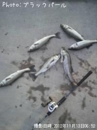 �����Х�