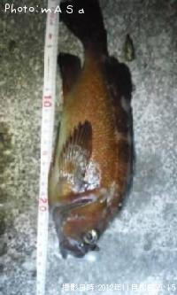 ������Х�