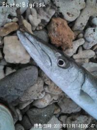 ���˥��ޥ�