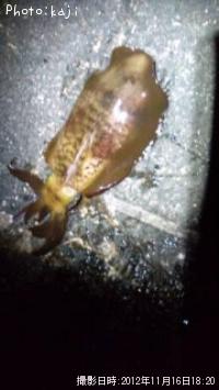 �����ꥤ��