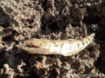 ¥Þ¥À¥é¥¨¥½