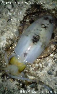 �����ꥤ��