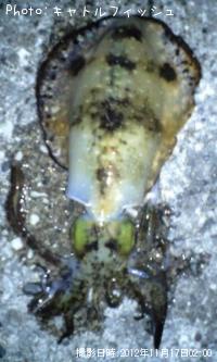 �����ꥤ��