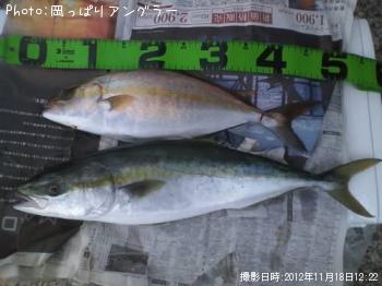 ���ʥ��ȥ��祴