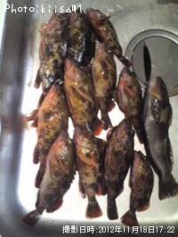 ガシラ&アイナメ