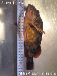 ガシラ&アイナメ