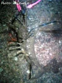 ���˥�����