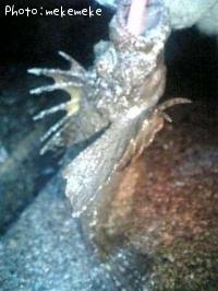 ���˥�����