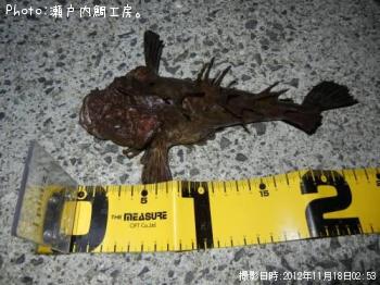 ���˥�����