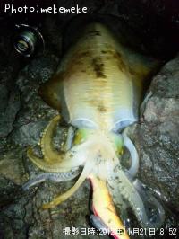 ¥¢¥ª¥ê¥¤¥«