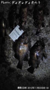 ��Х롢������