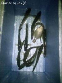 ¥«¥ì¥¤¡¦¥Ï¥¼¡¦¥¢¥Ê¥´