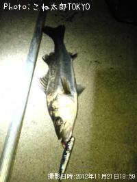 �����Х�