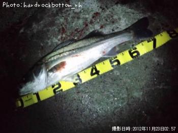 �����Х�