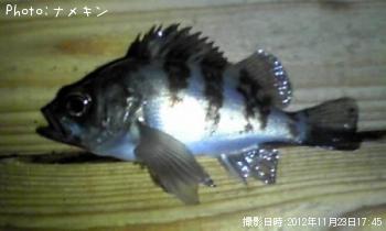 めばる