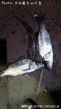 ���ӥҥ���ޥ���