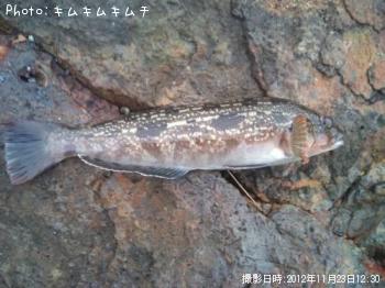 �����ʥ�