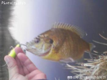 �֥롼����