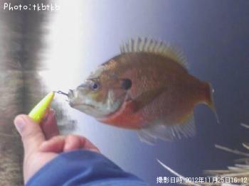 �֥롼����