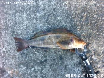 �����ʥ�