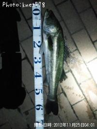 �����Х�