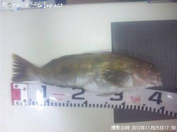 �����ʥ�