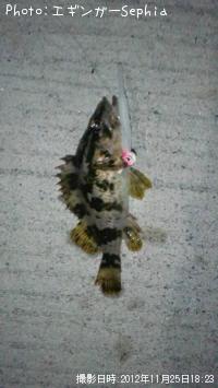 �����Υ���Х�