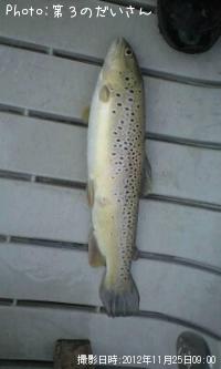 �֥饦��ȥ饦��