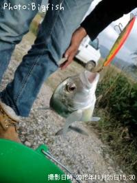 �����˥󥢥�