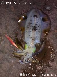 �����ꥤ��