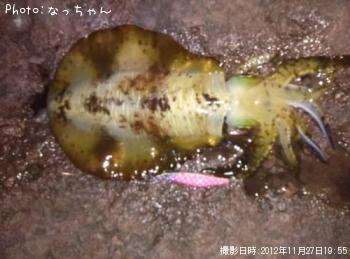 �����ꥤ��