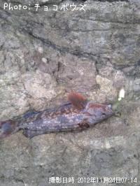 �����ʥ�