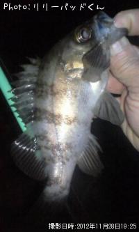 ��Х�����