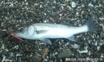 ¥·¡¼¥Ð¥¹¡¢¥À¥Ä¡¢¥¿¥³