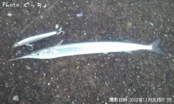 ¥·¡¼¥Ð¥¹¡¢¥À¥Ä¡¢¥¿¥³