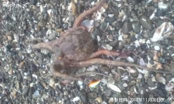 ¥·¡¼¥Ð¥¹¡¢¥À¥Ä¡¢¥¿¥³