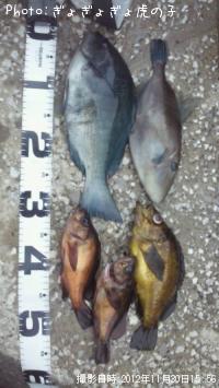 �᥸�ʡ���������ã�ʾС�