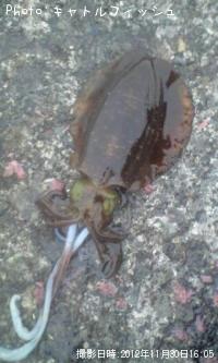 �����ꥤ��