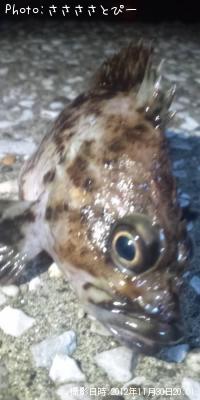 ��Х�������������Х�