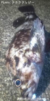 ��Х�������������Х�