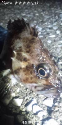 ��Х�������������Х�