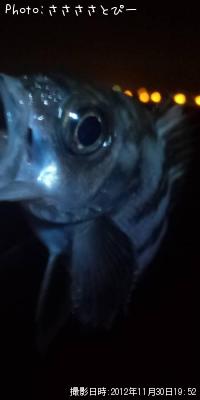 ��Х�������������Х�