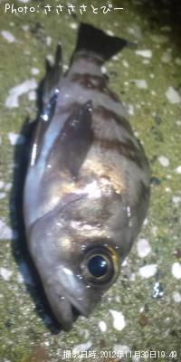 ��Х�������������Х�