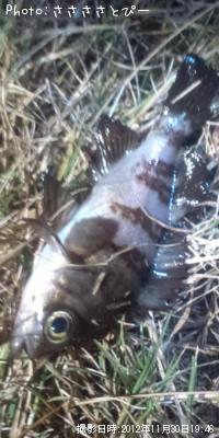 ��Х�������������Х�