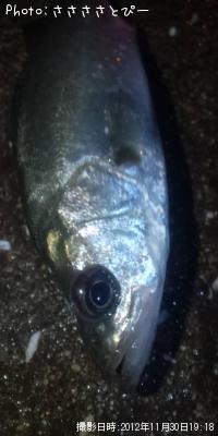 ��Х�������������Х�