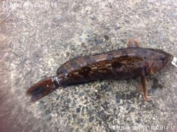 �����ʥ�