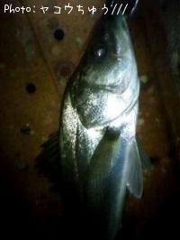 �����Х�